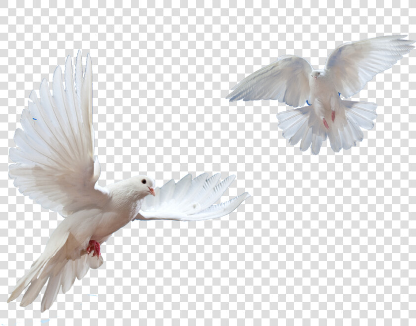 Doves Flying In Sky Png   Flying Bird Dove Png  Transparent PngTransparent PNG