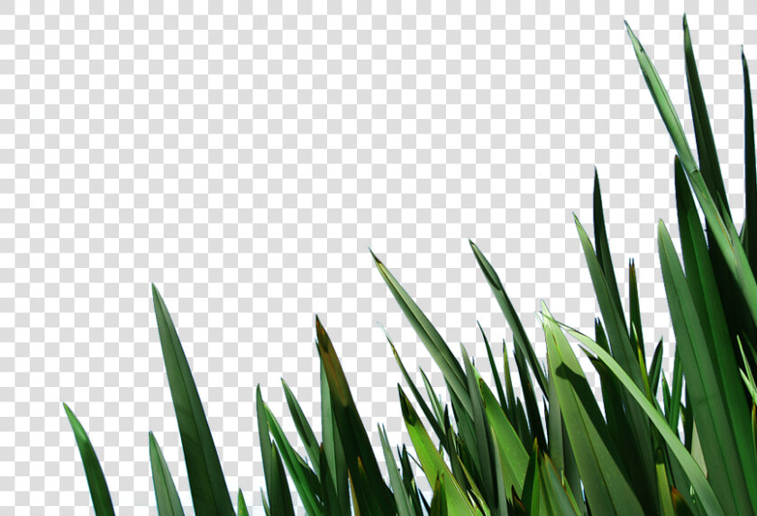 Free Clip Art Blades Of Grass Image Information   Portable Network Graphics  HD Png DownloadTransparent PNG