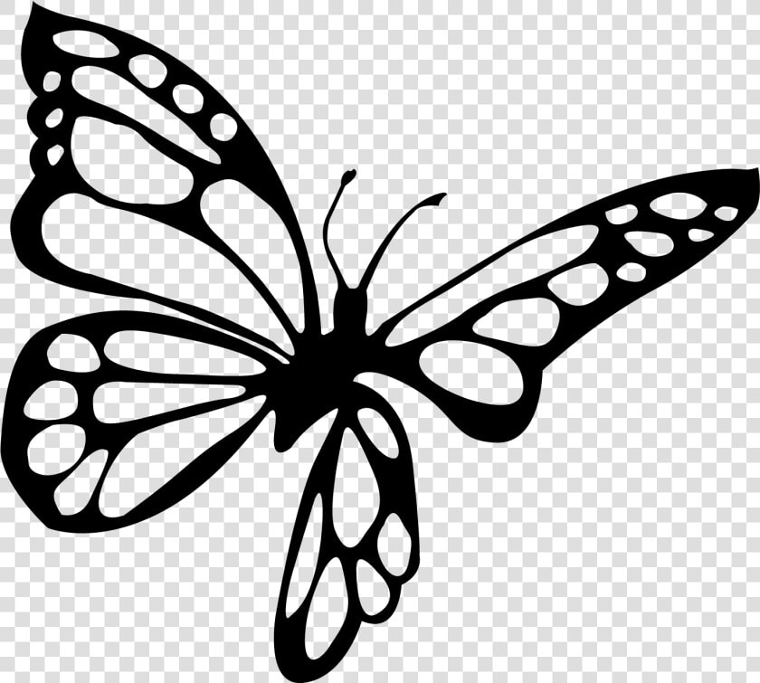 Brush footed Butterfly  HD Png DownloadTransparent PNG