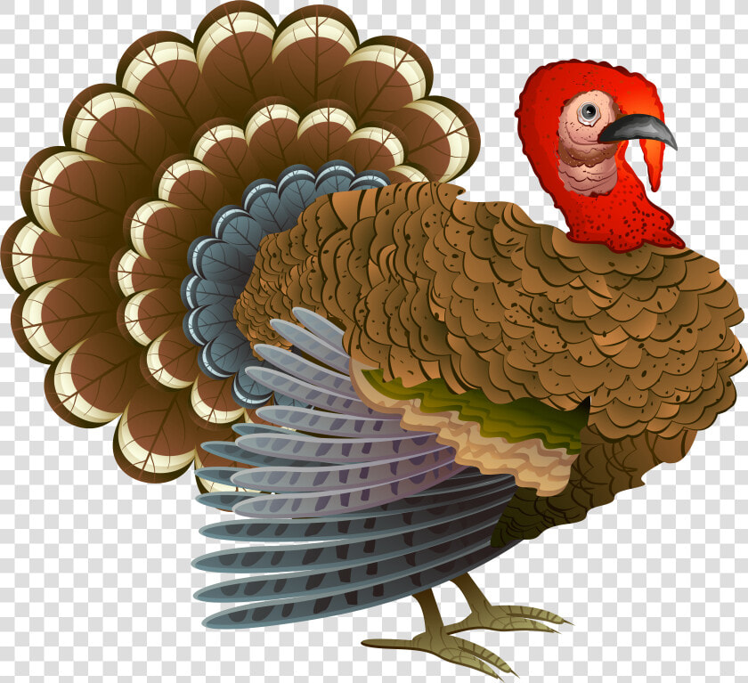 Turkey Png Clipart   Turkeys For Thanksgiving  Transparent PngTransparent PNG