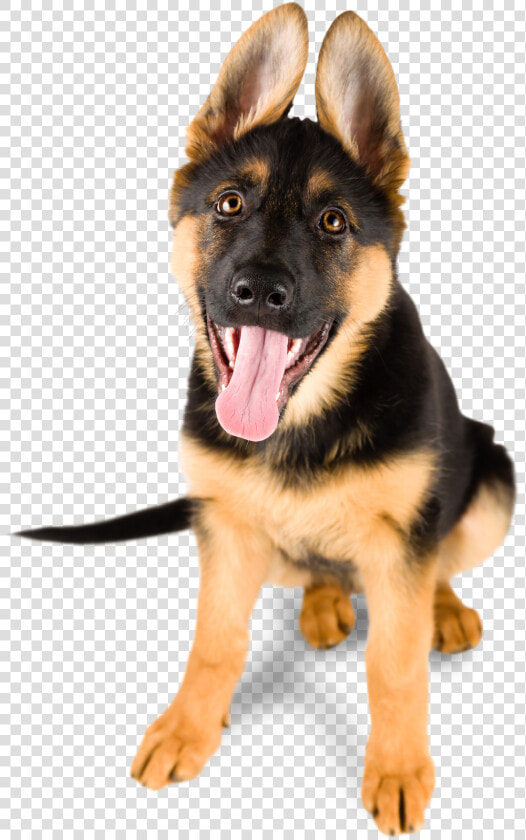 Grooming Gal Mobile Pet Salon   German Shepherd Puppy Sitting Down  HD Png DownloadTransparent PNG