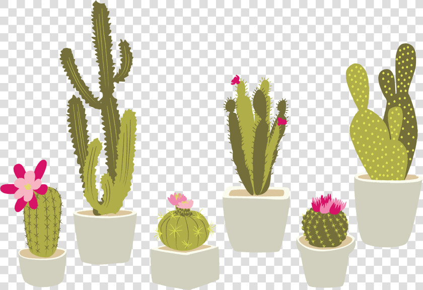 Cactaceae Houseplant Plant Cactus   Transparent Background Cactus Clipart Png  Png DownloadTransparent PNG