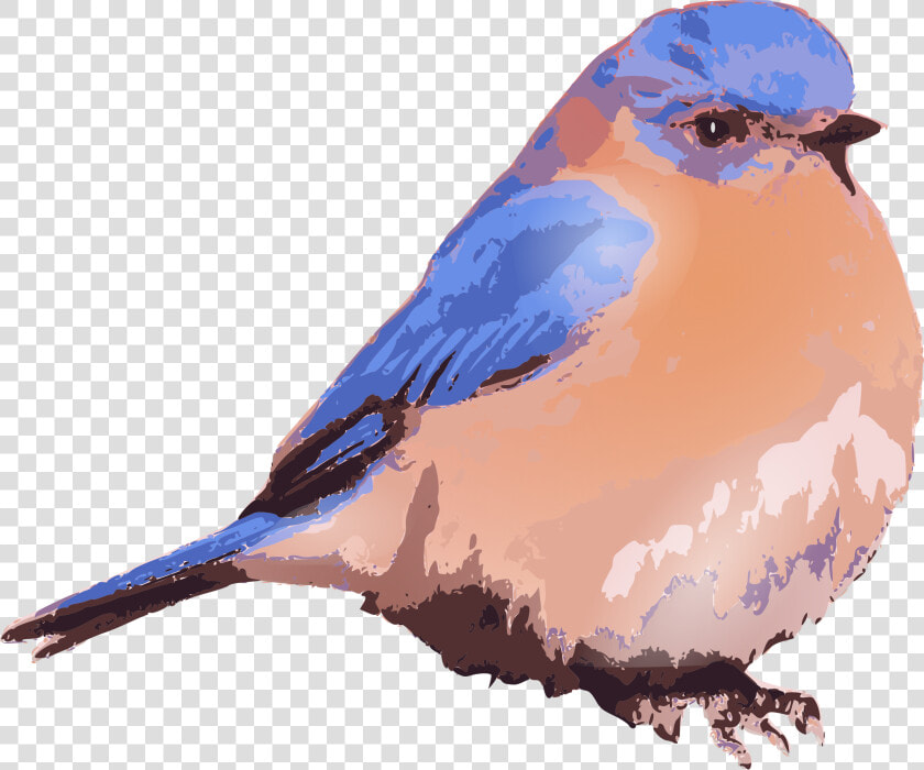 Eastern Bluebird   Clip Art Eastern Bluebird Art  HD Png DownloadTransparent PNG