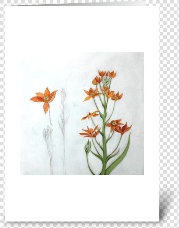 Orange Star Greeting Card   Orange Lily  HD Png DownloadTransparent PNG