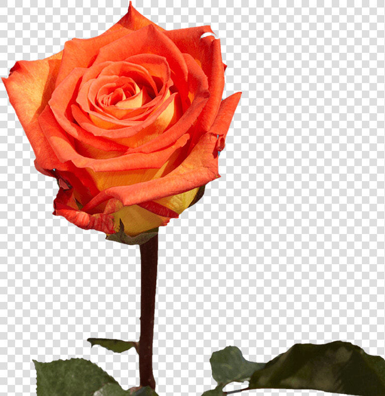 Single Roses For Valentine S Day Gifts   Floribunda  HD Png DownloadTransparent PNG