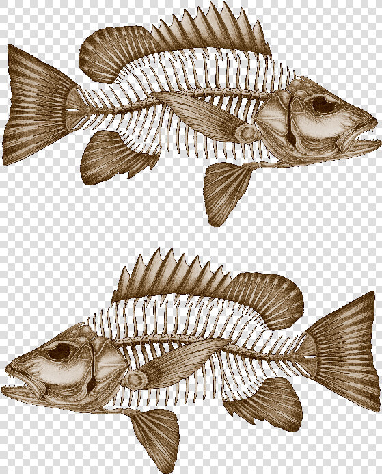 Mangrove Jack Decals   Fish Wreck Mangrove Jack  HD Png DownloadTransparent PNG