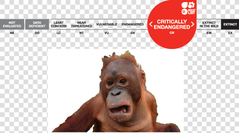 Picture5   Orangutan Status  HD Png DownloadTransparent PNG