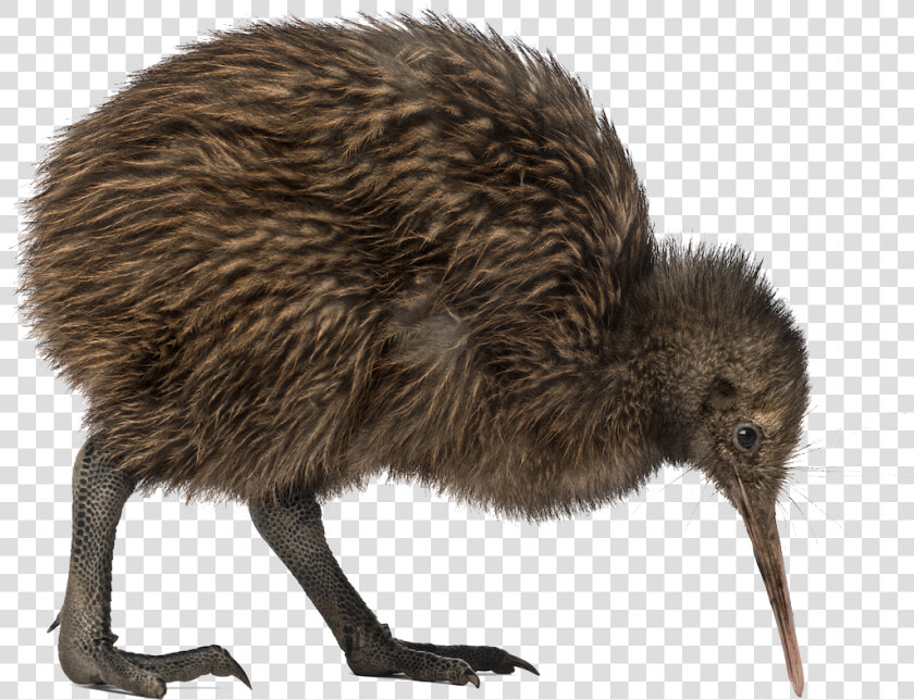 Kiwi Bird Png Transparent Image   Kiwi Bird Png  Png DownloadTransparent PNG