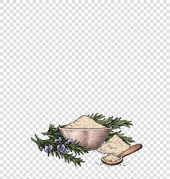 Sitka Spruce  HD Png DownloadTransparent PNG