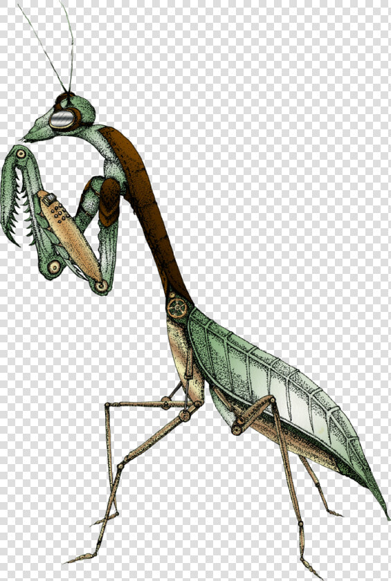 Illustration Of Praying Mantis With Steam Punk Additions   Praying Mantis Vintage Illustration  HD Png DownloadTransparent PNG