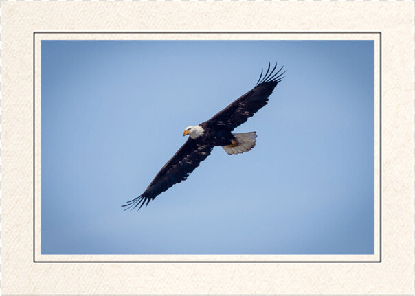 Bald Eagle In Flight   Bald Eagle  HD Png DownloadTransparent PNG