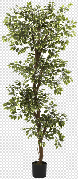 Multi Layer Ficus Tree Bush  HD Png DownloadTransparent PNG