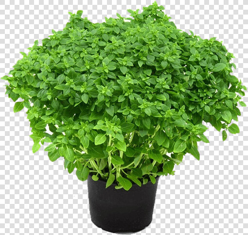 Herbs Plant Png  Transparent PngTransparent PNG