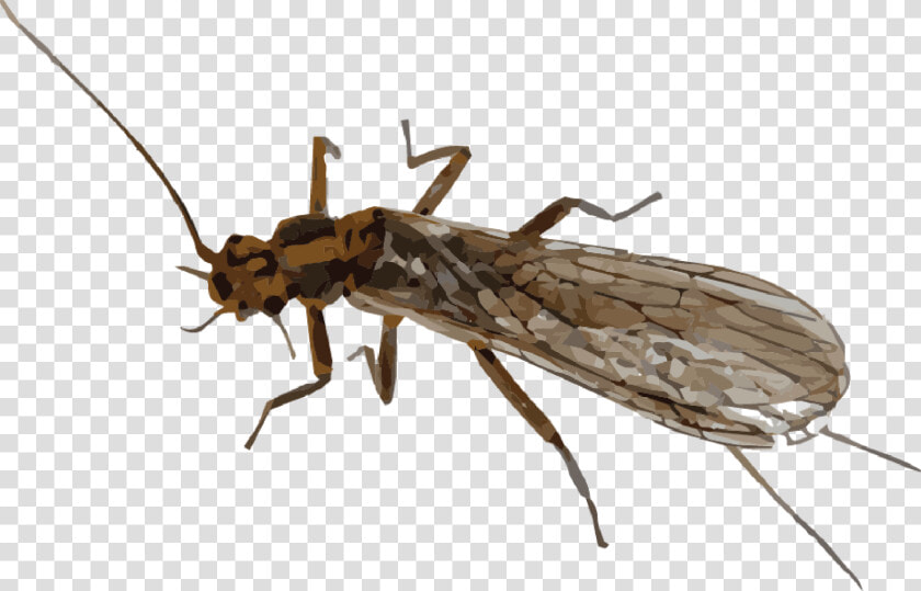 Mayfly Png Transparent Image   Mayfly Png  Png DownloadTransparent PNG