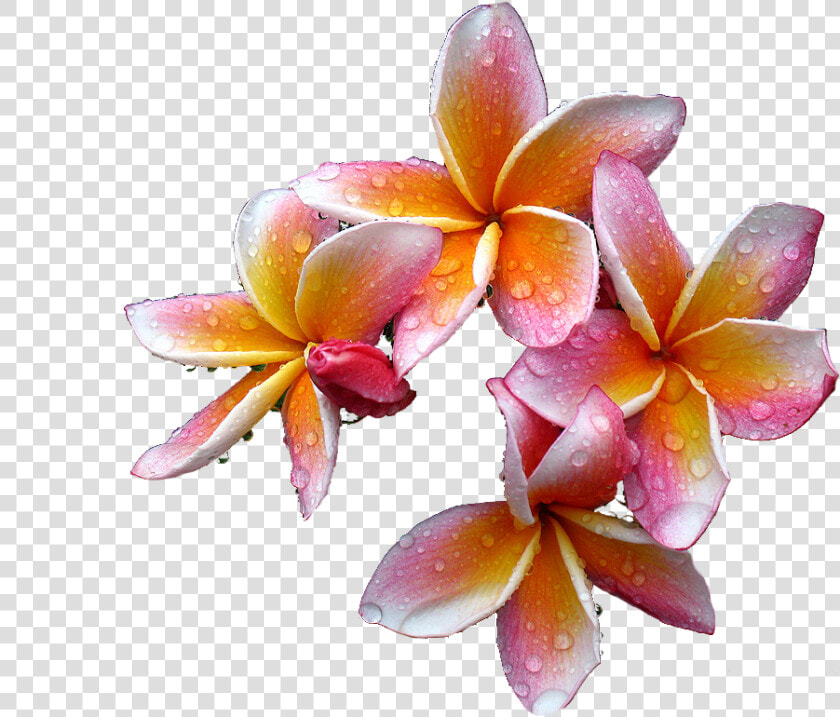 Plumeria Flowers Png Free Download   Rare Flowers  Transparent PngTransparent PNG