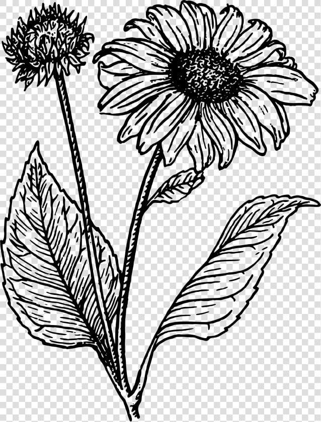 Sunflowers Clipart Line Art   Sunflower Line Drawing  HD Png DownloadTransparent PNG