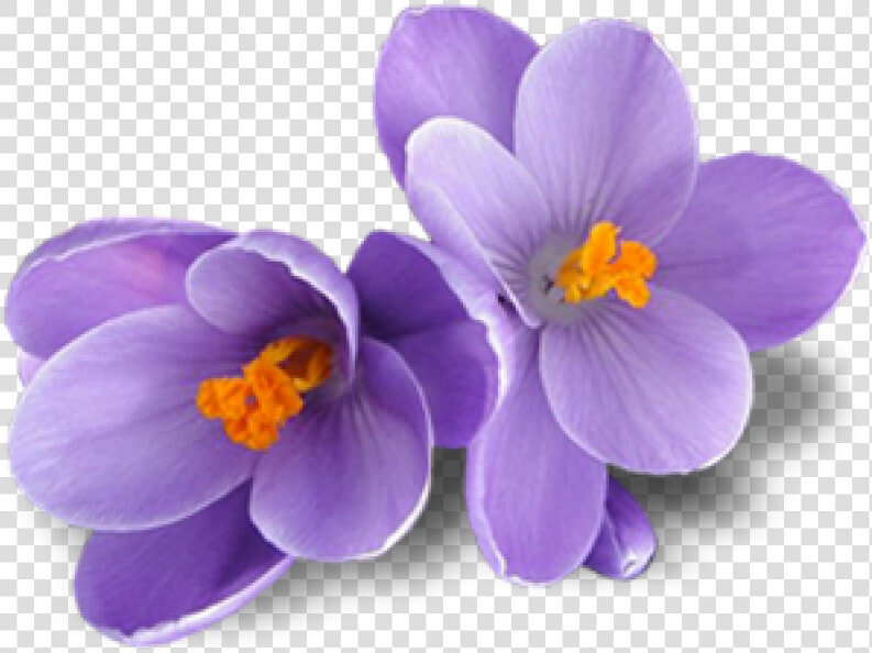 Free Png Crocus Png Images Transparent   Transparent Saffron Flower Png  Png DownloadTransparent PNG