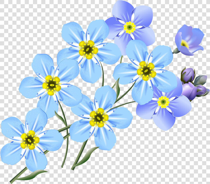 Forget Me Not Flower Drawing  HD Png DownloadTransparent PNG