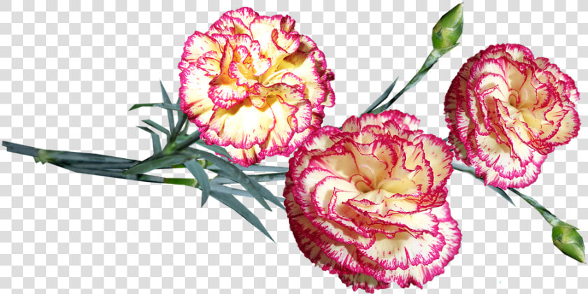 Flowers  Striped  Carnations  Stems  Cut Out  Isolated   Dianthus  HD Png DownloadTransparent PNG