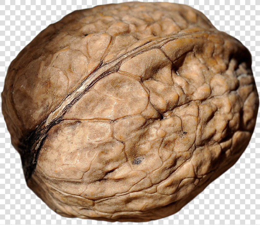 Walnut   Macro Photography  HD Png DownloadTransparent PNG