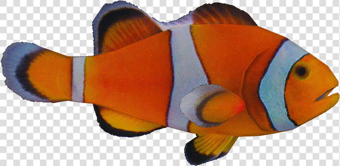 Ocellarisclown   Zt2 Clownfish  HD Png DownloadTransparent PNG