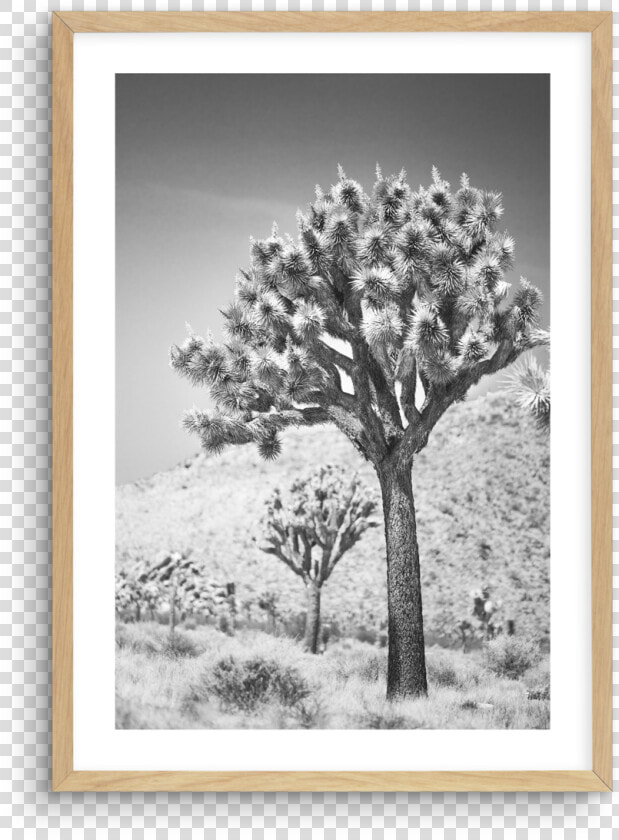 Joshua Tree Png  Transparent PngTransparent PNG