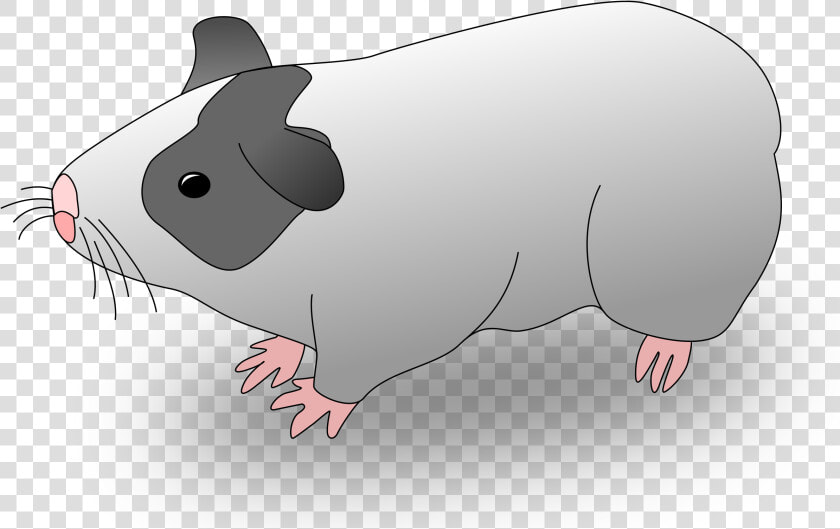 Hamster Clipart Guinea Pig  HD Png DownloadTransparent PNG