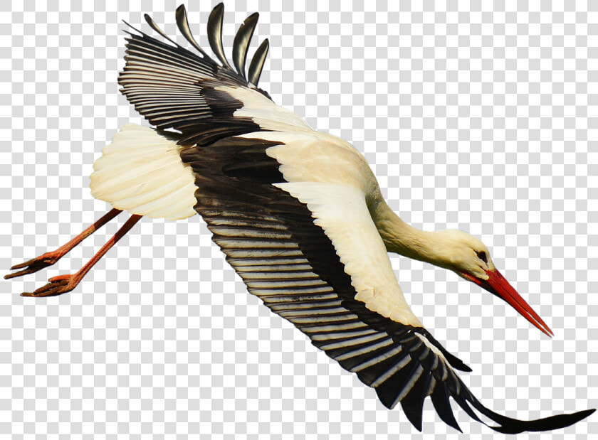 Stork Download Transparent Png Image   Stork Transparent  Png DownloadTransparent PNG