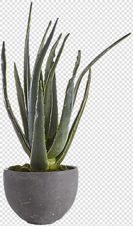 Yucca Plant Png  Transparent PngTransparent PNG