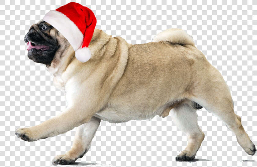 Transparent Pug Life Png   Pug In A Pumpkin  Png DownloadTransparent PNG