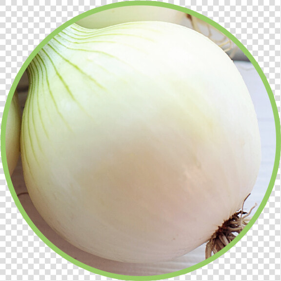 Bean Sprouts  HD Png DownloadTransparent PNG