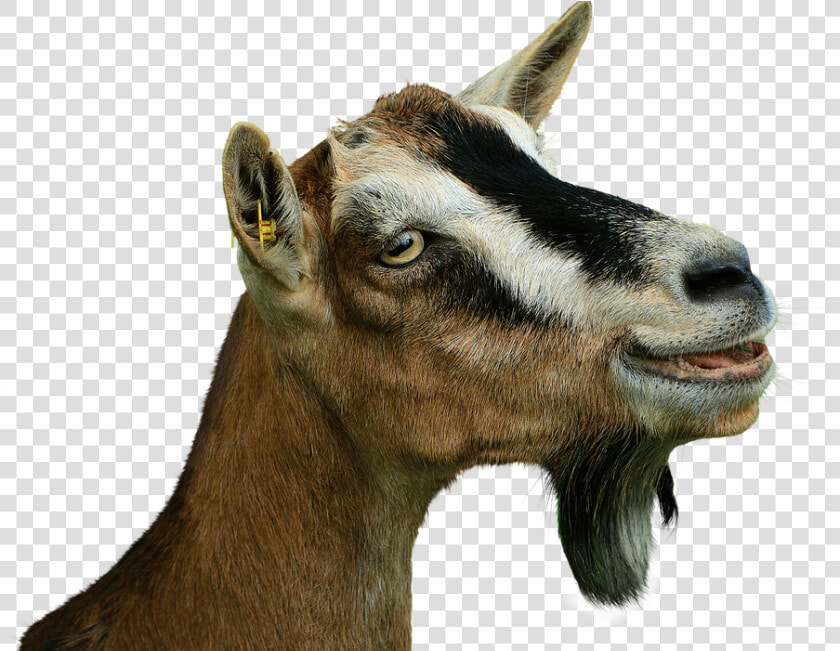 Prima Donna  Goat  Isolated  Livestock  Creature   Ziege Png  Transparent PngTransparent PNG