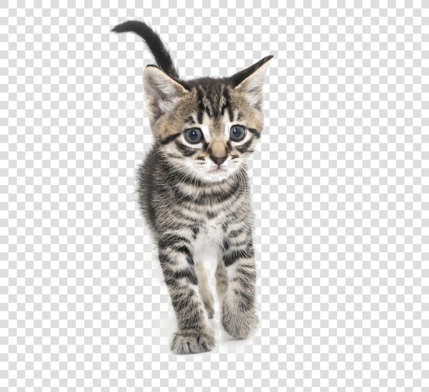 Kitten Png Transparent Images   Domestic Short haired Cat  Png DownloadTransparent PNG