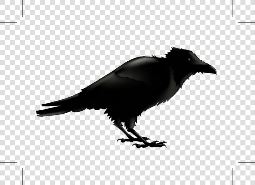 Common Raven Silhouette Stock Photography Illustration   Cartoon Raven Png  Transparent PngTransparent PNG