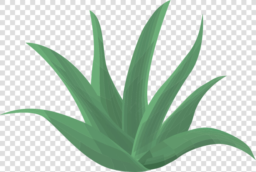 Suc D Aloe Vera  HD Png DownloadTransparent PNG