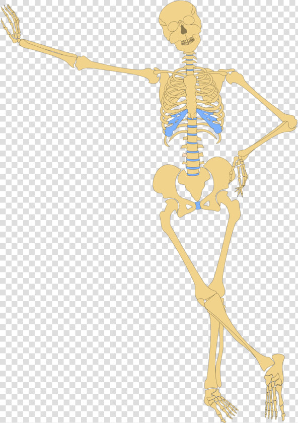 Skeleton Hands On Hips  HD Png DownloadTransparent PNG