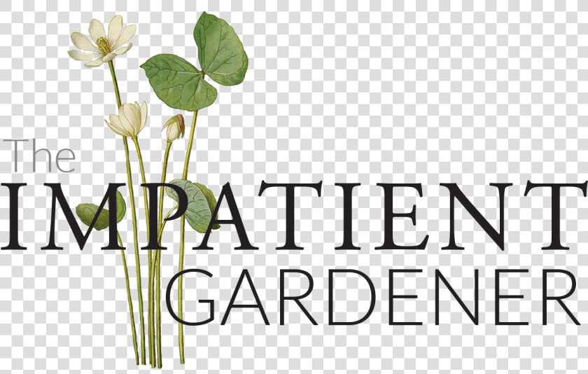 The Impatient Gardener   Floral Design  HD Png DownloadTransparent PNG