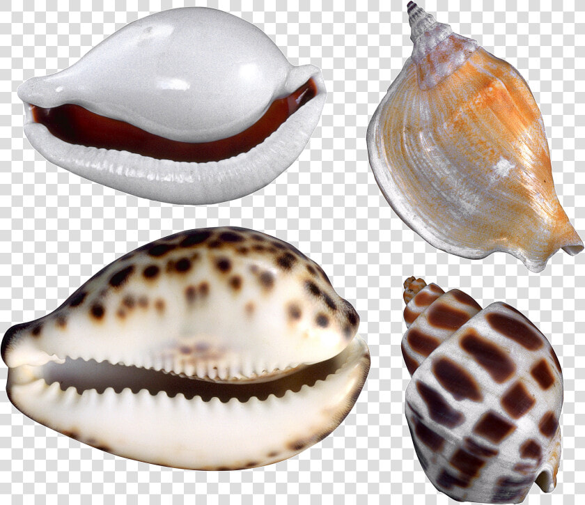 Seashell Png   Conchas Y Caracol De Mar  Transparent PngTransparent PNG