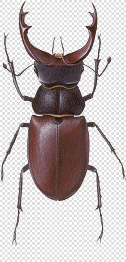 Stag Beetle Transparent Png Image Bug Image Transparent   Stag Beetle  Png DownloadTransparent PNG