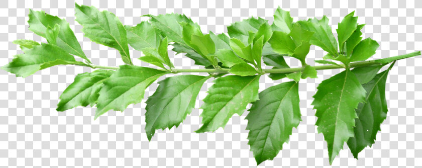 Leaves  Stem  Green  Plant  Branch   Plant Leaves With Stem  HD Png DownloadTransparent PNG