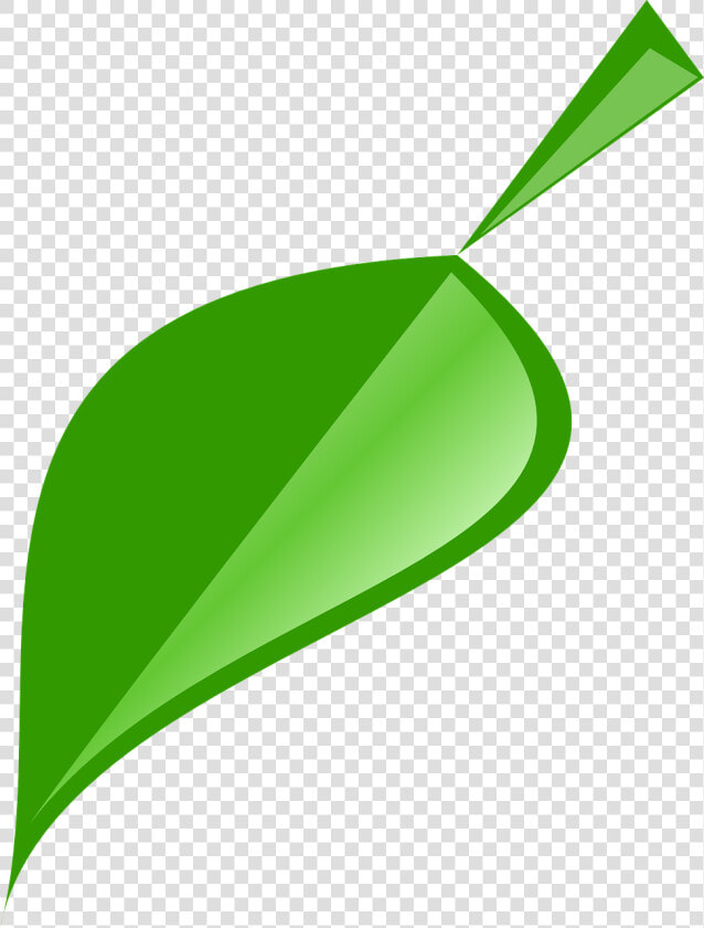 Leaf  Green  Nature  Plant  Natural  Spring   รูป ใบไม้ สวย ๆ Png  Transparent PngTransparent PNG