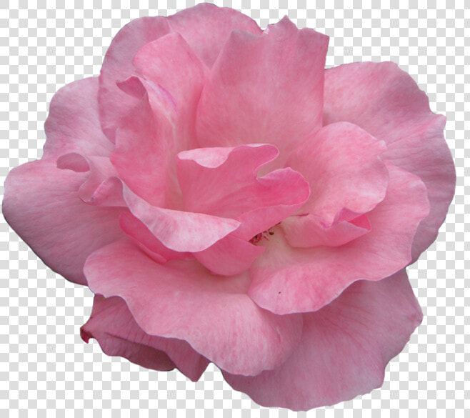 Pink Rose Clipart Garden   Garden Roses  HD Png DownloadTransparent PNG