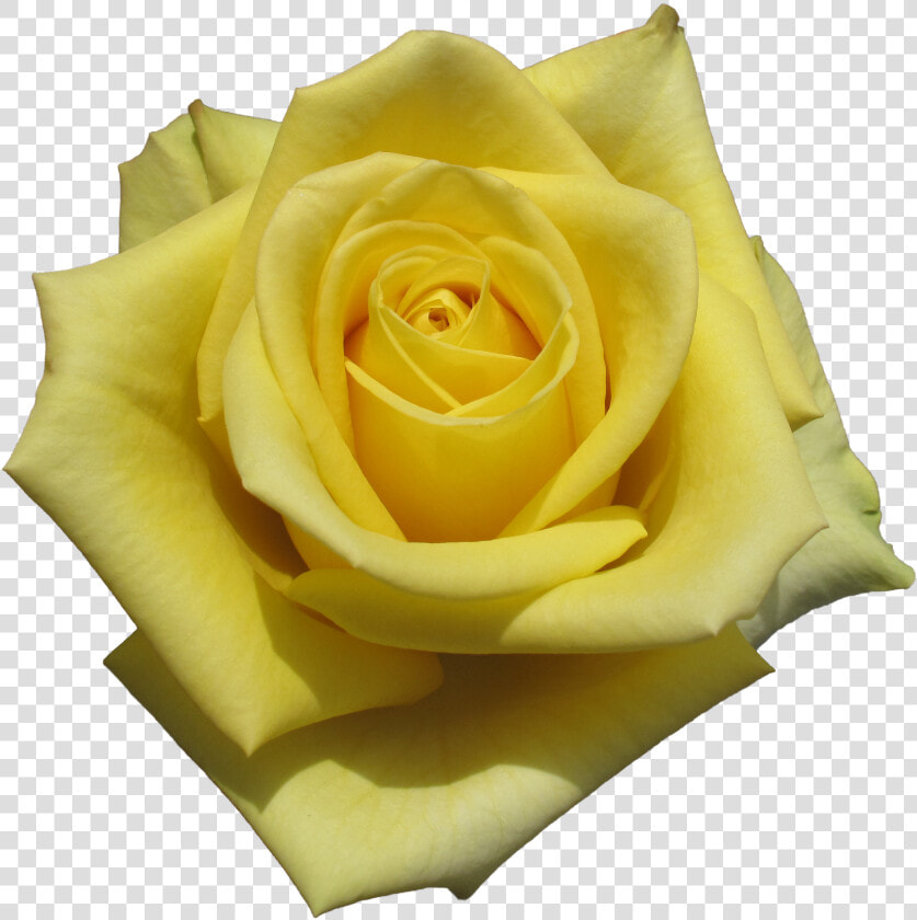 Floribunda  HD Png DownloadTransparent PNG