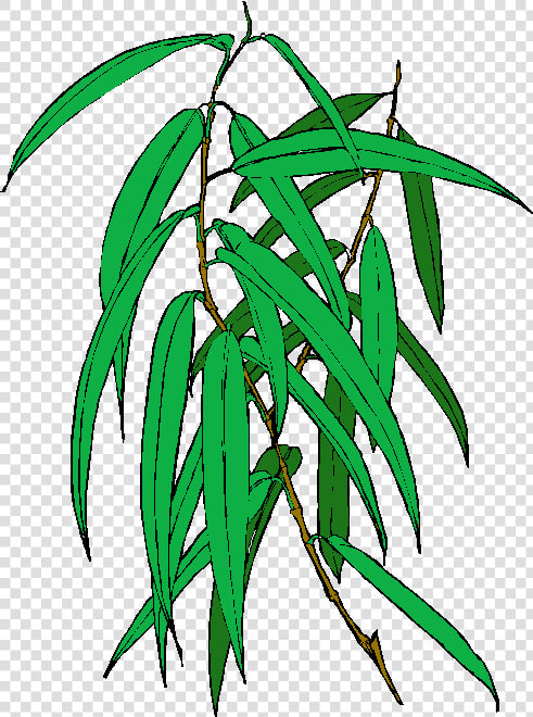 Transparent Eucalyptus Png   Eucalyptus  Png DownloadTransparent PNG