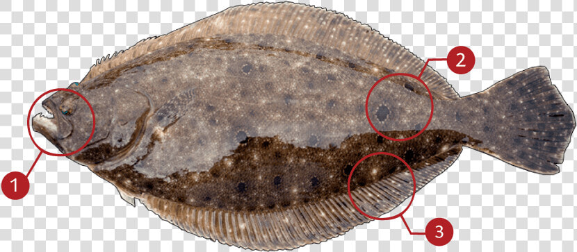 Fish Fluke  HD Png DownloadTransparent PNG