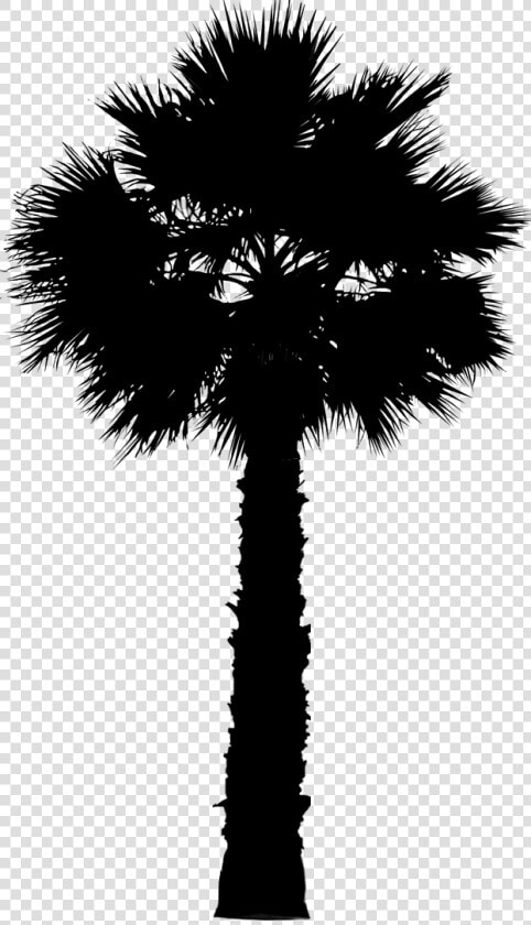 Asian Palmyra Palm Date Palm Leaf Palm Trees Silhouette   Png Palmetto Tree  Transparent PngTransparent PNG