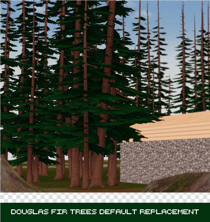 Colorado Spruce  HD Png DownloadTransparent PNG