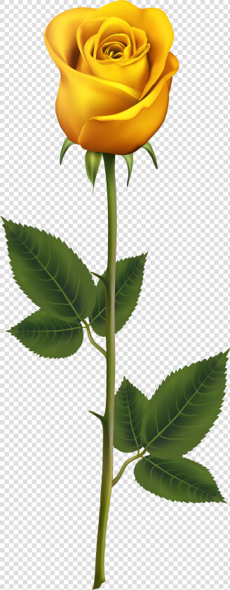 Gulab Ka Phool Png Hd  Transparent PngTransparent PNG