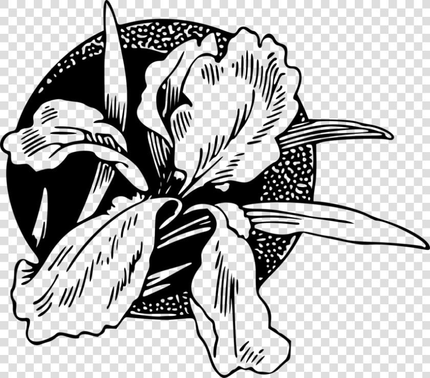 Art monochrome Photography petal  HD Png DownloadTransparent PNG