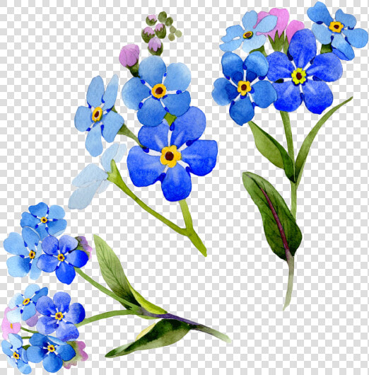 Wildflower Vector Watercolor   Myosotis Watercolors  HD Png DownloadTransparent PNG